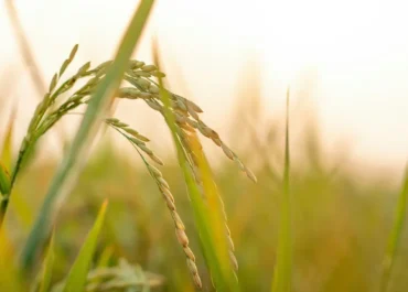 สรุปคำเทศนา 25 มกราคม 2026 | จงส่องสว่าง