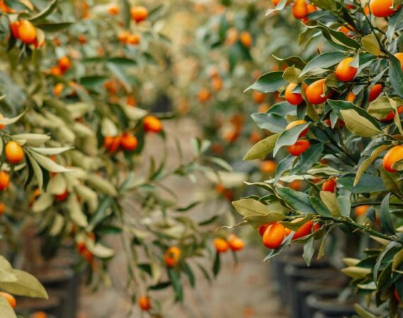 รื้อฟื้นการให้ด้วยใจกว้างขวาง